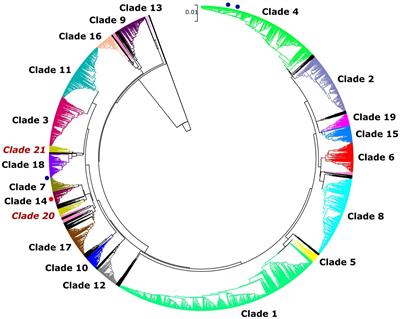 Molecular epidemiology of Candida albicans infections revealed dominant genotypes in waterfowls diagnosed with esophageal mycosis